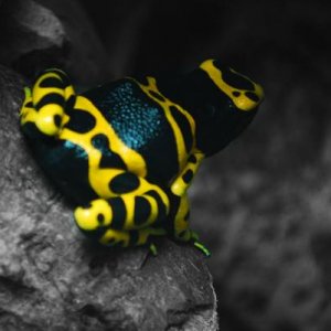 Goggles
Dendrobates leucomelas 'guyana yellow'