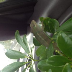 Still on the way home with his new plant