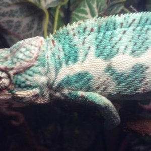 This is Nero, my Kush/Triton male