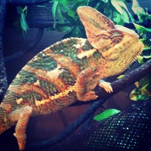 Mylo's dark colours at the beginning of a shed