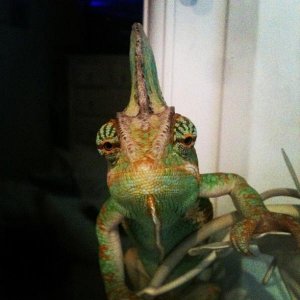 Poser Chameleon