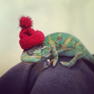 Mylo at Christmas :')