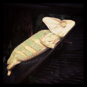 This is what happens when a young chameleon claws to get out for attention at 3am...they pass out half-way out the cage
