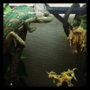 Mylo giving me a suspicious look after putting moss in his cage