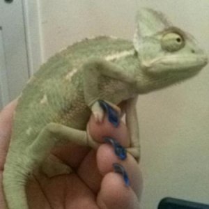 Mylo at 3 months old, when I first got him
