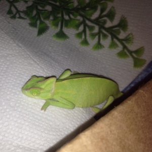 sleeping