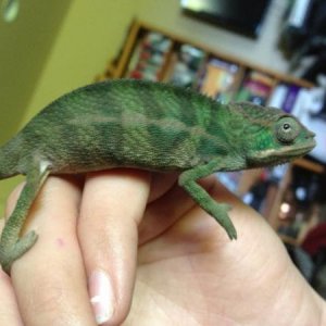Loki