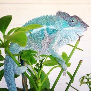 4 1/2 months old.