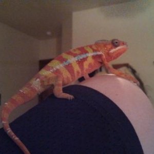 Almost 7 months old fresh outta  a shed