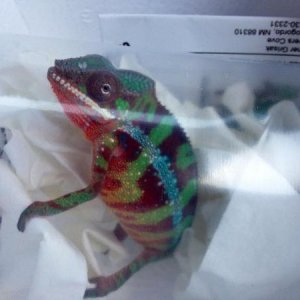 When I picked him up at the FedEx office 5 months old