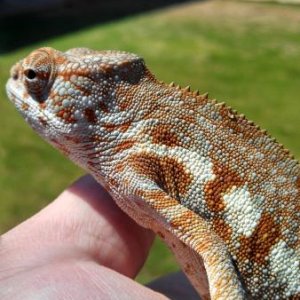 Outside showing some nice blues at 5 months old