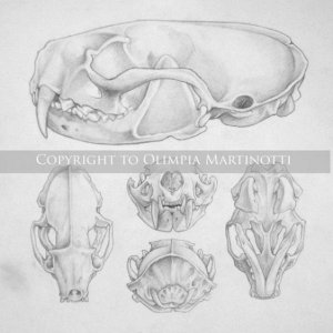 Mink skull study - pencil