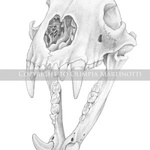 Black bear skull study - pencil