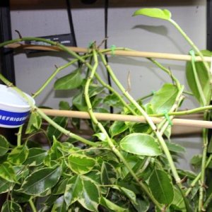 004 top of cage,pothos vines