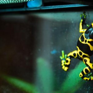 Fidget
Dendrobates leucomelas 'guyana yellow'
