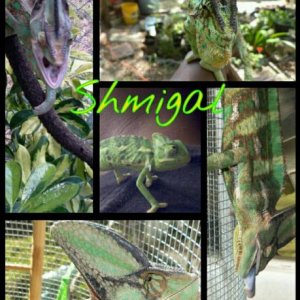 Shmigal