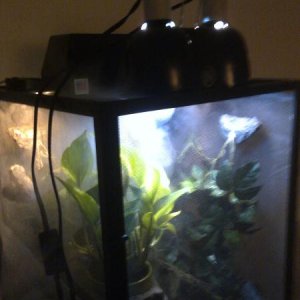 placement!! Puck is in back left! raindome at a slant to evenly mist cage and mini dome left side repti sun right side CFL!