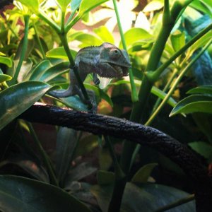 His 3 month birthday. He had a meal worm as a treat!
