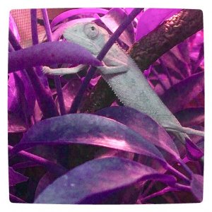 No purple lights or plants, just a cool editing program.
