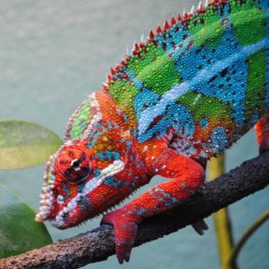 frankJR by EPICCHAMELEONS.COM