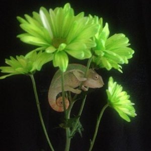 *MY PRECIOUS....*
Sniper at about 4.5 months 18.5 grams that day