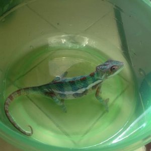 *DO YOU MIND?!?*
Sniper at 5 months and about 28 grams