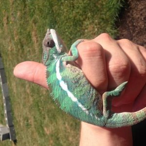 *THOSE CRICKETS AND SUPER WORMS HIT THE SPOT*
Sniper at 5 months and about 28 grams