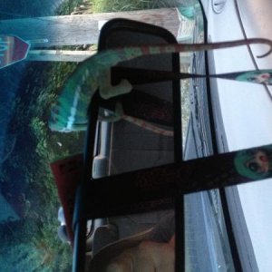 *AMBILOBE IS MY CO-PILOT*

Sniper at 5.5 months and not sure of weight as of now.