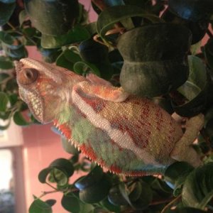 *Chill'n in the bathroom while I shower*

Sniper at 5.5 months and unknown weight