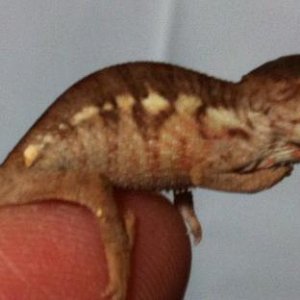 hatchling