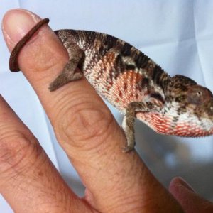 male