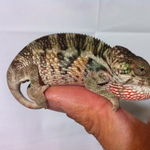 male