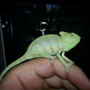 El Chameleo at 3 months