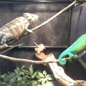 Rex and Jackson