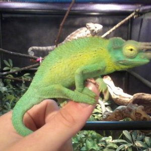 He is so colorful