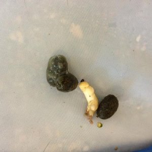 Normal feces and urates