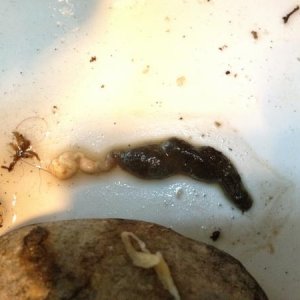 Normal bowel movement and sperm plug on the rock next to it.