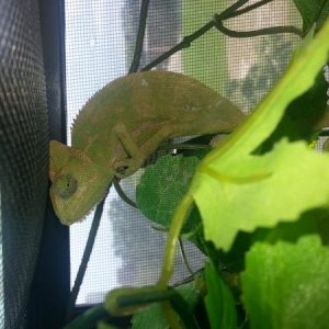 Here he is starting to not feel so great!