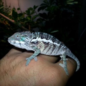 Minutes after his first shed