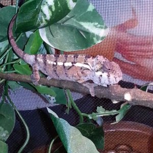 His first day in the enclosure.