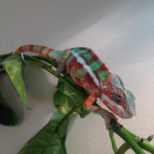 Sniper at 6.5 months old and throwing his reds. He weighs 42.7 grams now =)