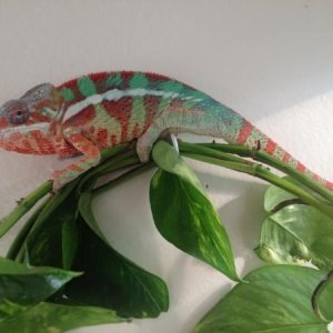 Sniper right after he passed his first set of plugs! looking good! 42.7 grams