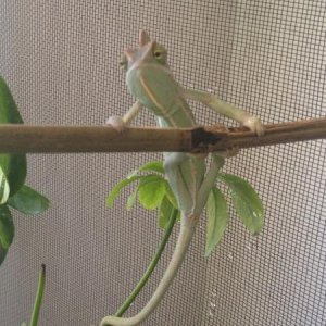 Sully cheating on his pull ups looking at his prey. He is about 32 grams in this picture and a little over 5 months old.