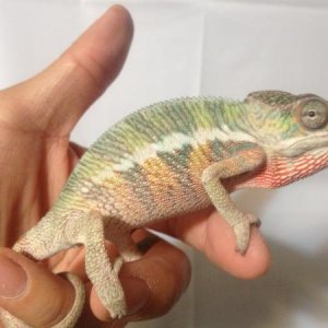 male