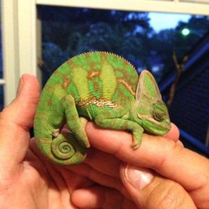 Morty sleeping on my finger