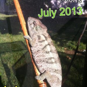Nosy be girl sired from greaseball at chameleon company