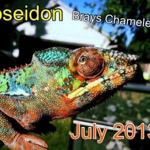 Blue barred ambilobe from Chompers at chaneleon addict! :)
