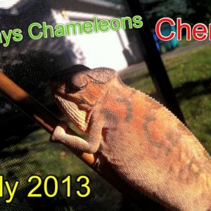 Red barred ambilobe from feugo at tree candy chameleons