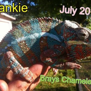 For sale! Blue barred ambilobe from epic chameleons Franklin senior is the sire
