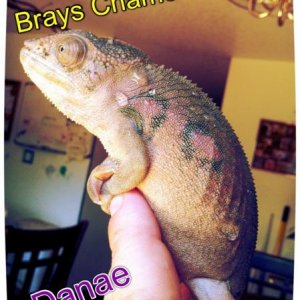 Danae a blue barred ambilobe from imperial dragons sired by bonaroo